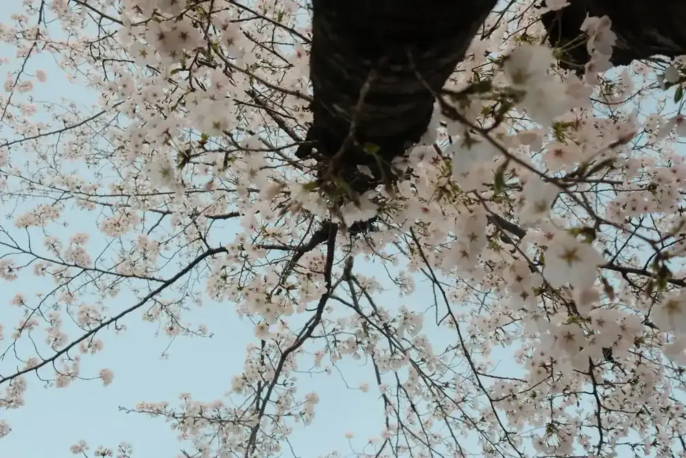Un ramo in fiore contro un cielo primaverile